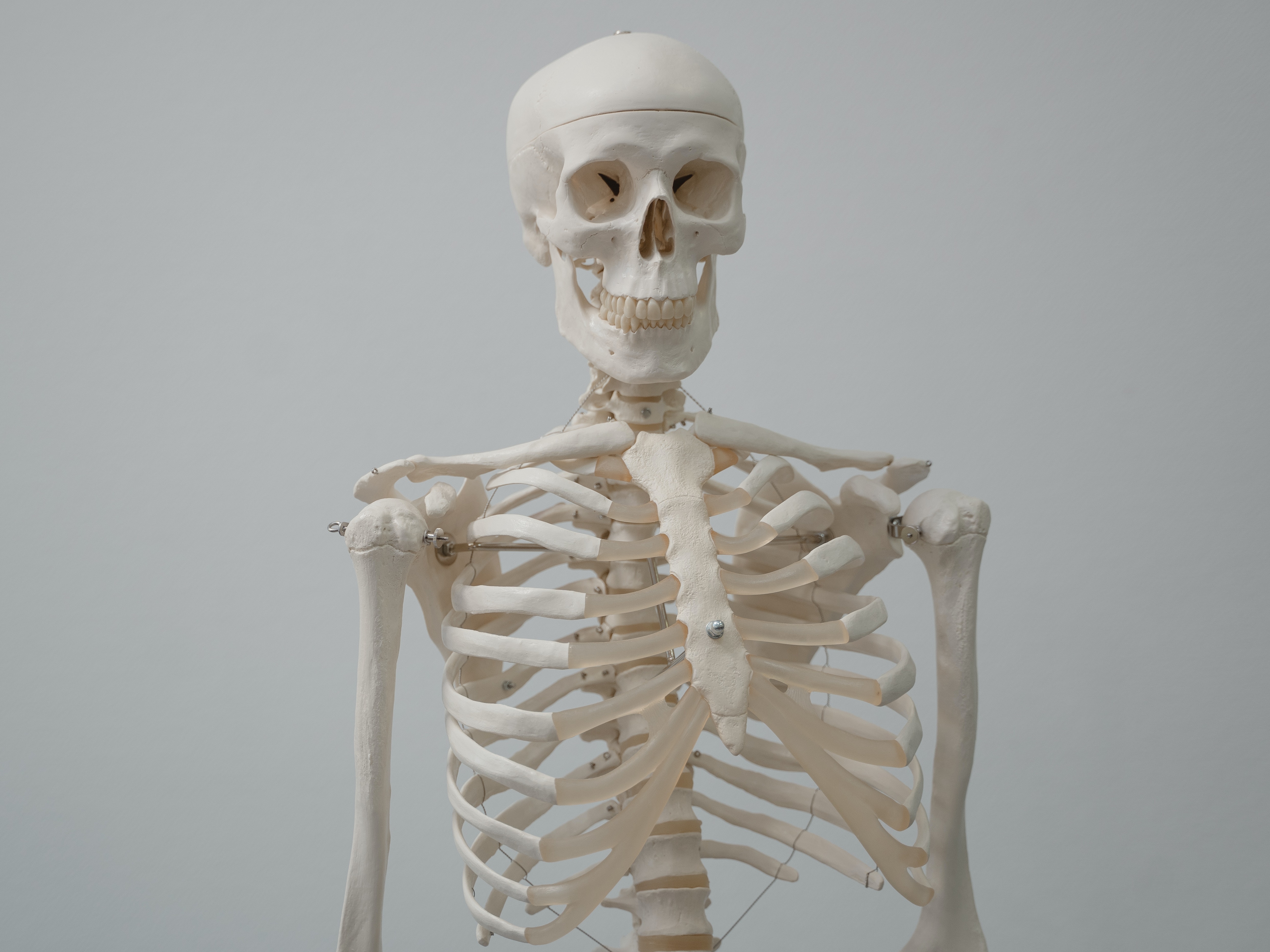 Поверхность скелета. Скелет человека. Скелет человека Эстетика.